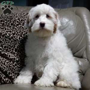 Teddy, Cockapoo Puppy